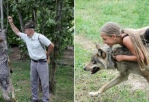 Волчья семья