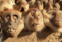 Akodessewa Fetish Market или африканский вуду-супермаркет