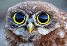 Интересные факты о братьях наших меньших