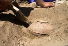 Урожай тыквы из 800-летних семян