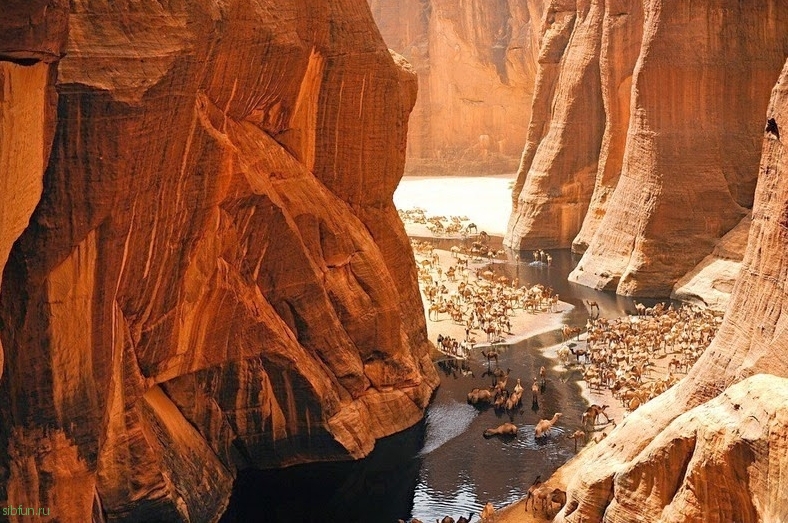 Guelta d'Archei - экологическое чудо Сахары