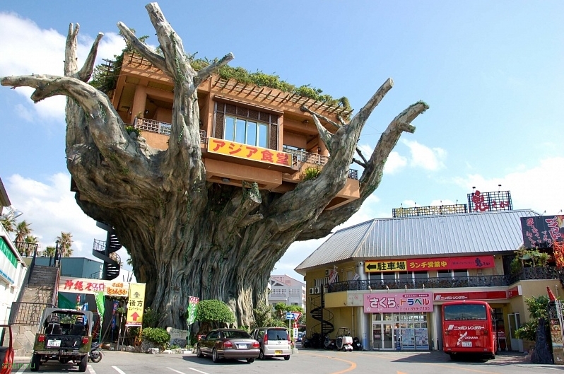 Ресторан на дереве, Окинава, Япония