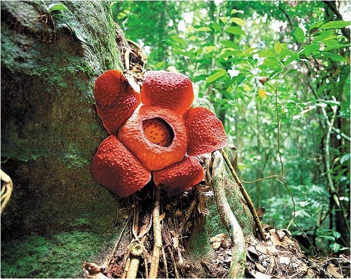 Раффлезия - самоцвет среди джунглей