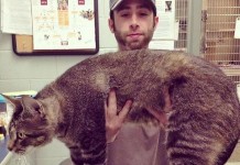 Котозавр Рекс – звезда Youtube