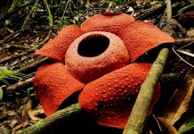 Раффлезия — самоцвет среди джунглей