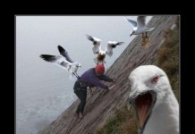 Демотиваторы, есть только прикольные