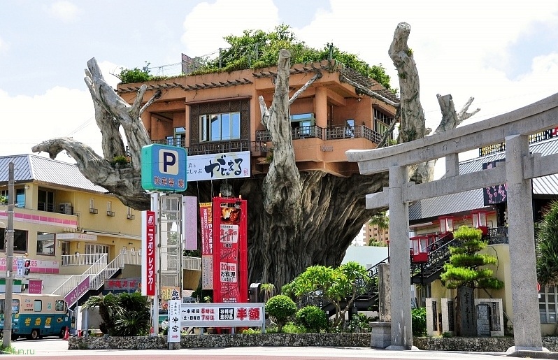 Ресторан на дереве, Окинава, Япония