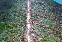 Выращивание виноградных улиток в Европе