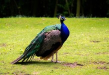 Пражский Зоопарк!