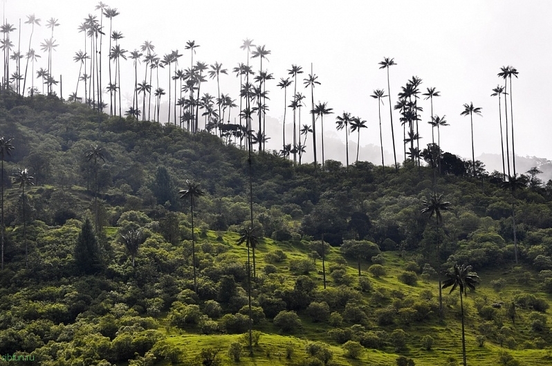 Долина Кокора и её уникальные восковые пальмы