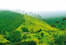 Долина Кокора и её уникальные восковые пальмы