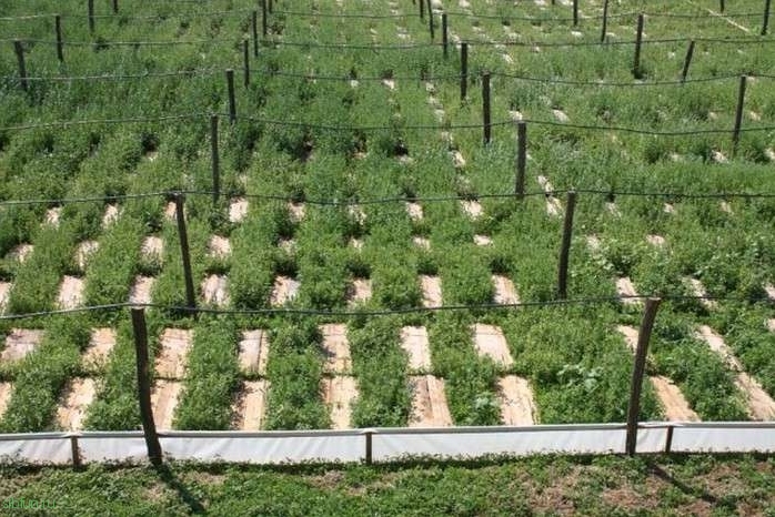 Выращивание виноградных улиток в Европе