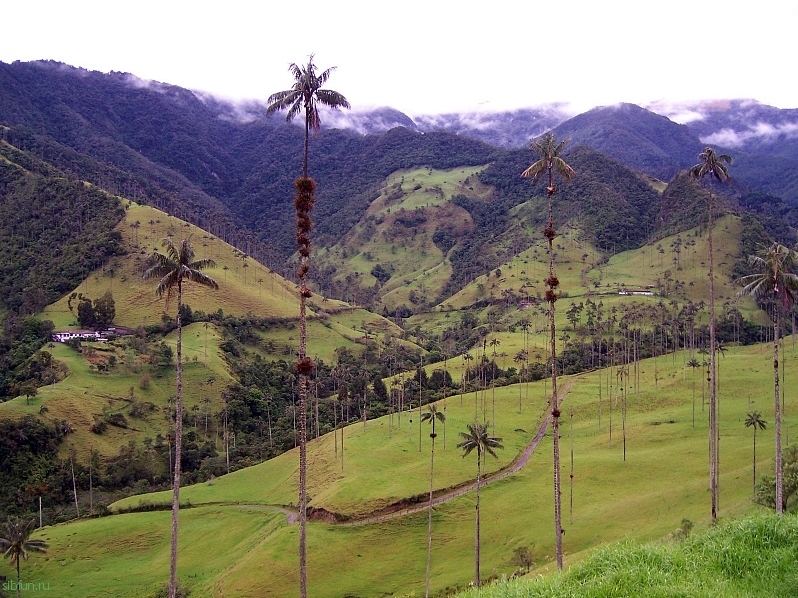 Долина Кокора и её уникальные восковые пальмы