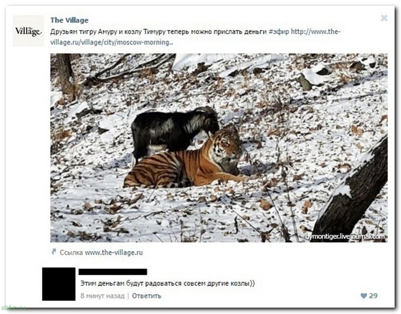 Лучшие комментарии из соц. сетей на sibfun.ru от 17 декабря