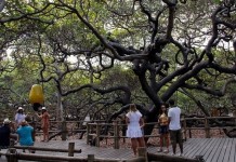 Самое крупное и необычное дерево Южной Америки