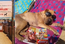 В Италии открылся пляж для собак (фото и видео)