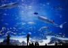 Самый интересный и самый большой аквариум в США