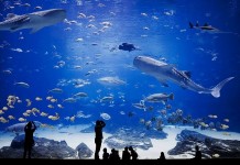 Самый интересный и самый большой аквариум в США