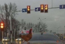 Прикольная фотоподборка