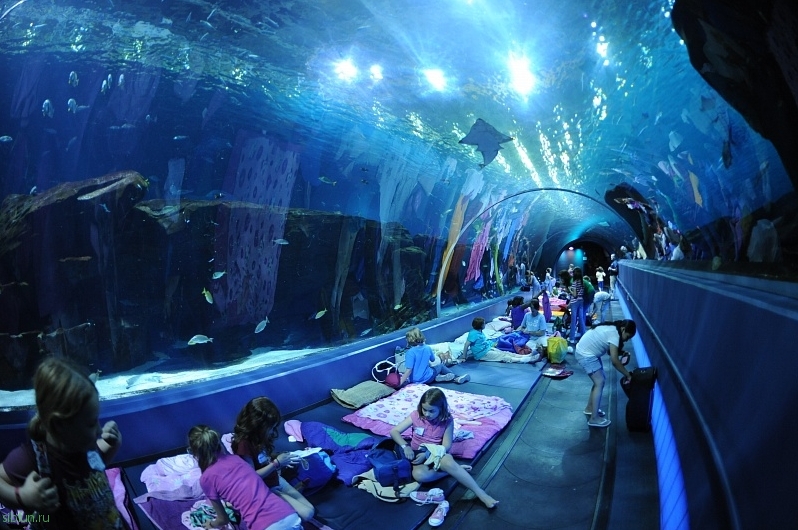 Самый интересный и самый большой аквариум в США