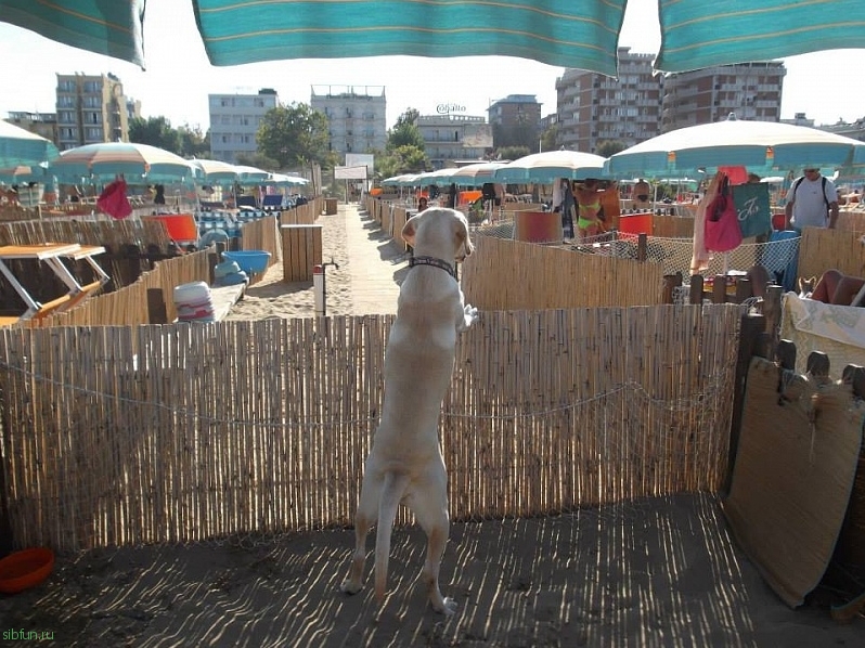 В Италии открылся пляж для собак (фото и видео)