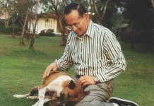 За то что житель Таиланда оскорбил собаку короля ему грозит 37 лет тюрьмы