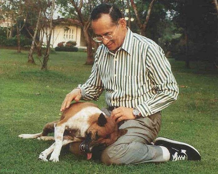 За то что житель Таиланда оскорбил собаку короля ему грозит 37 лет тюрьмы