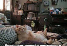 Юмористичные фотографии