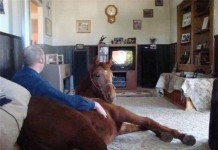 12 самых заурядных обитателей наших квартир