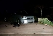 Автомобиль подвергшийся нападению собак