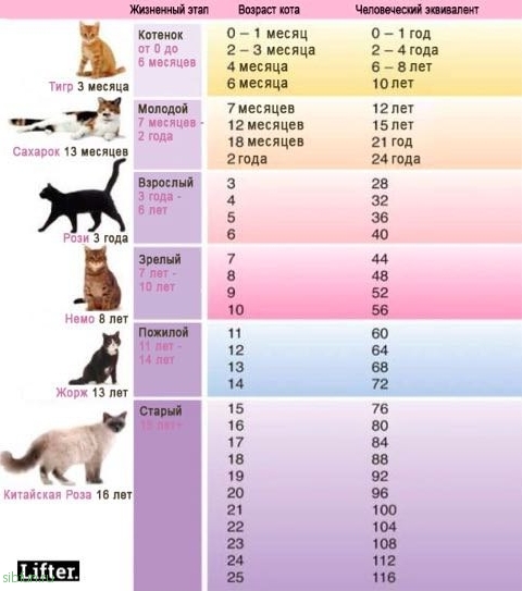 Вот правильный способ рассчитать "человеческий" возраст собаки и кошки!