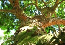 Интересные факты о Бразилии