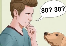 Вот правильный способ рассчитать «человеческий» возраст собаки и кошки!