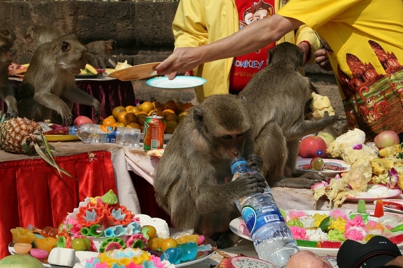 Monkey Buffet Festival - пир для обезьян