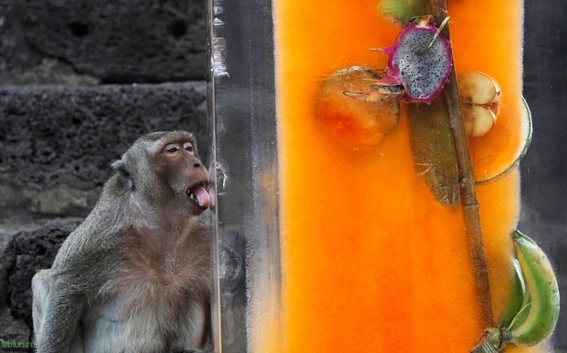 Monkey Buffet Festival - пир для обезьян