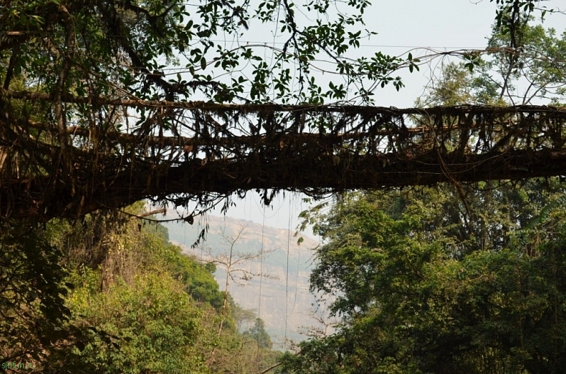 Живые мосты Черапунджи