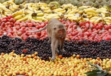 Monkey Buffet Festival — пир для обезьян