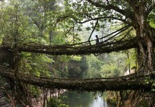 Живые мосты Черапунджи