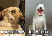 Картинки со смешными надписями