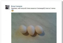 Смешные комментарии из социальных сетей