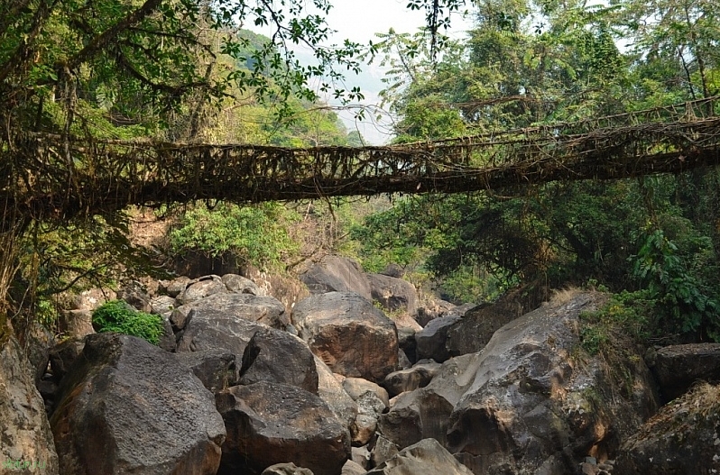 Живые мосты Черапунджи