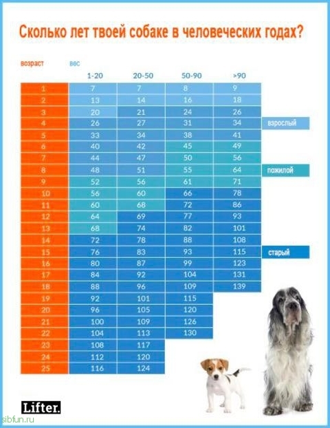 Вот правильный способ рассчитать "человеческий" возраст собаки и кошки!