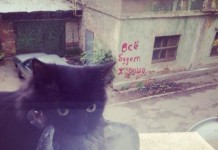 15 подтверждений того, что оптимисты не вымерли