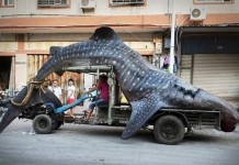 11 транспортных средств, чудом передвигающихся по дорогам