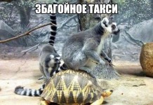 Отличный юмор в фотографиях
