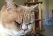 Коюки — новый хмурый кот, покоривший пользователей сети