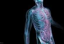 Удивительные факты о человечестве