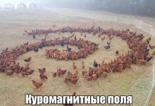 Отличный юмор в фотографиях