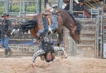 12 фото, сделанных в нужный момент