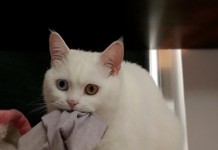 Вопросы, которые абсолютно все хозяева время от времени задают своим котам